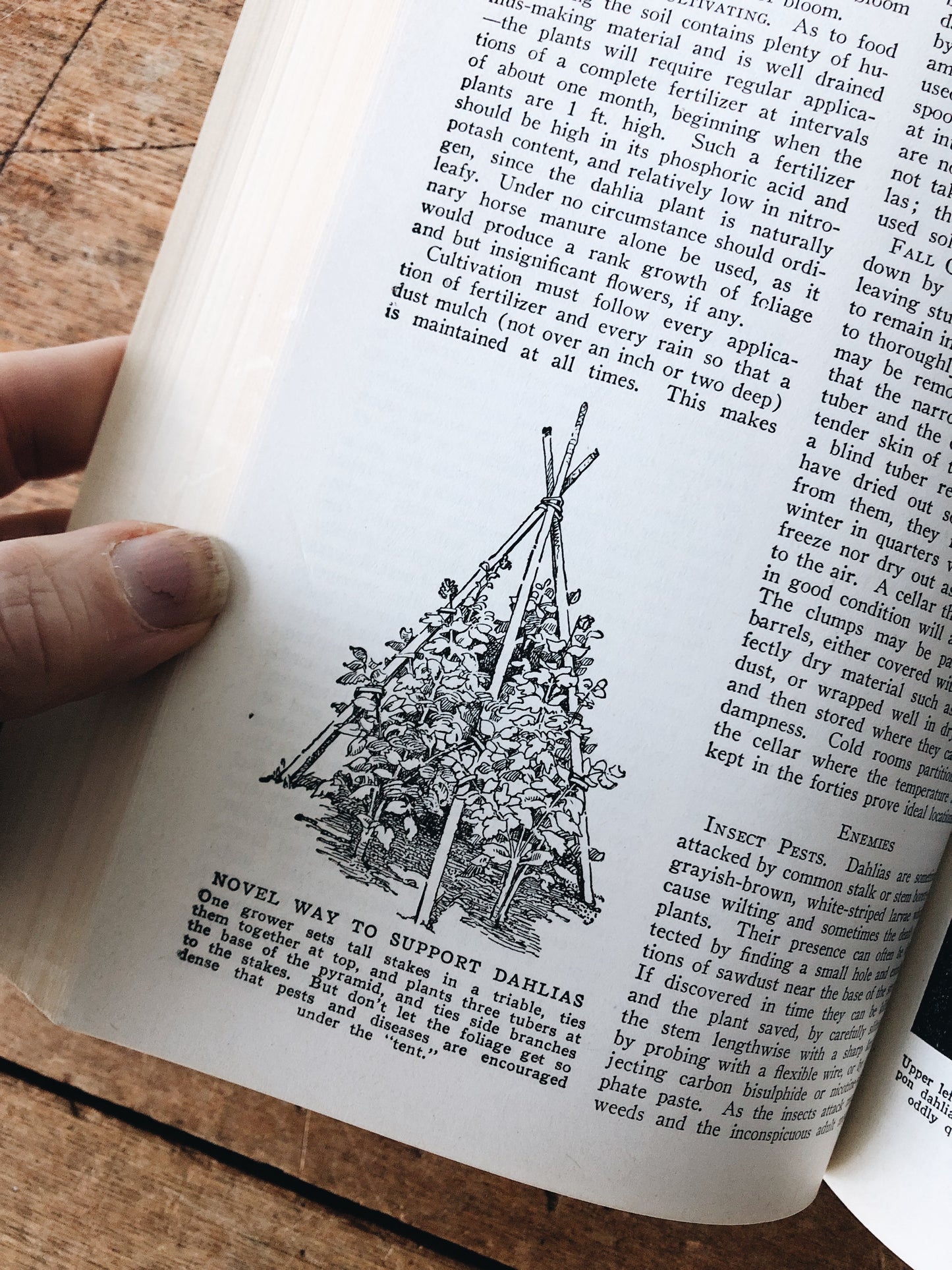 Vintage 1930s Leatherbound Gardening Encyclopedia