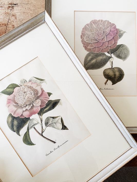 RESERVED Antique Framed Camellia Litho