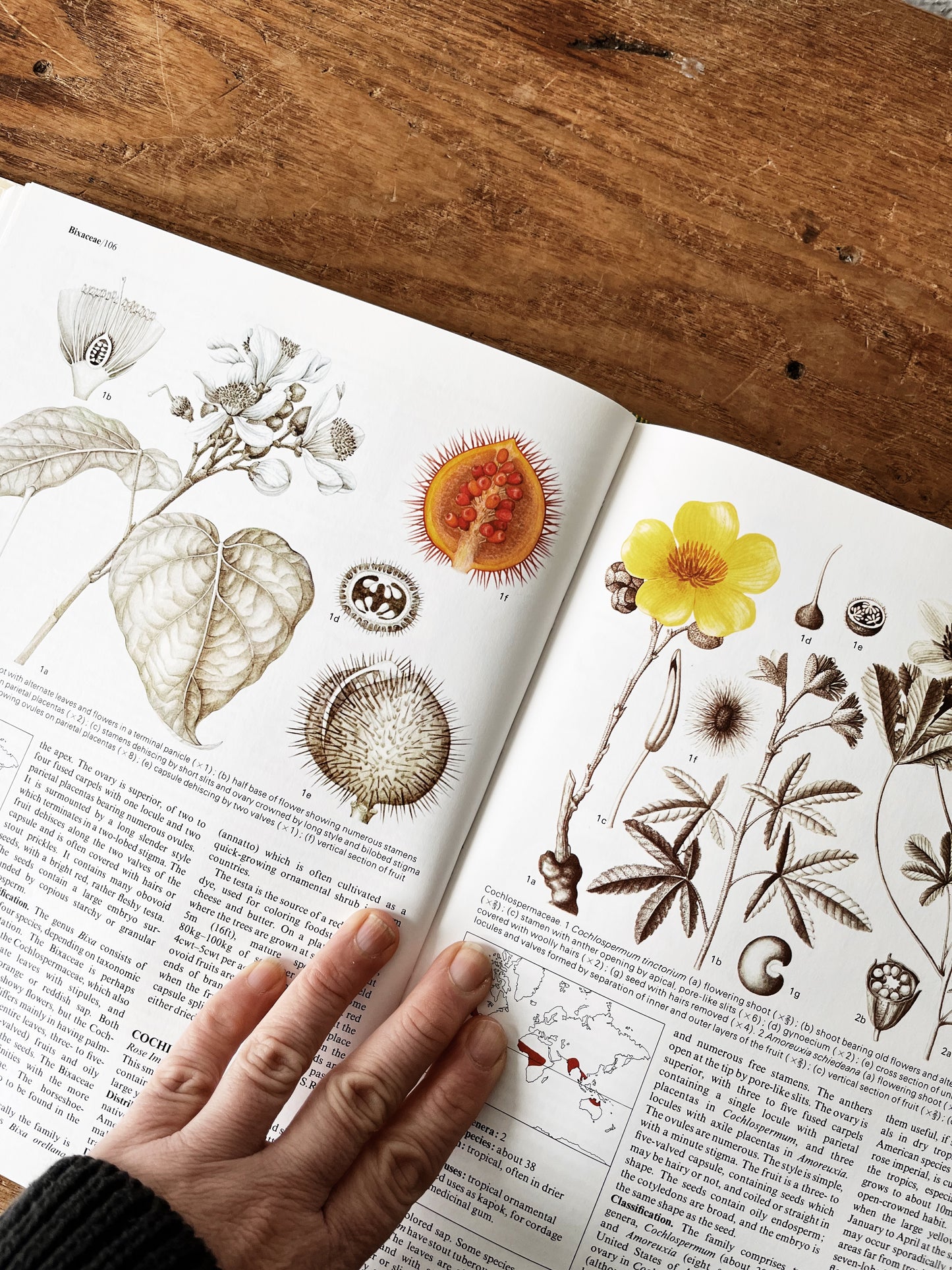 Flowering Plants of the World 1977