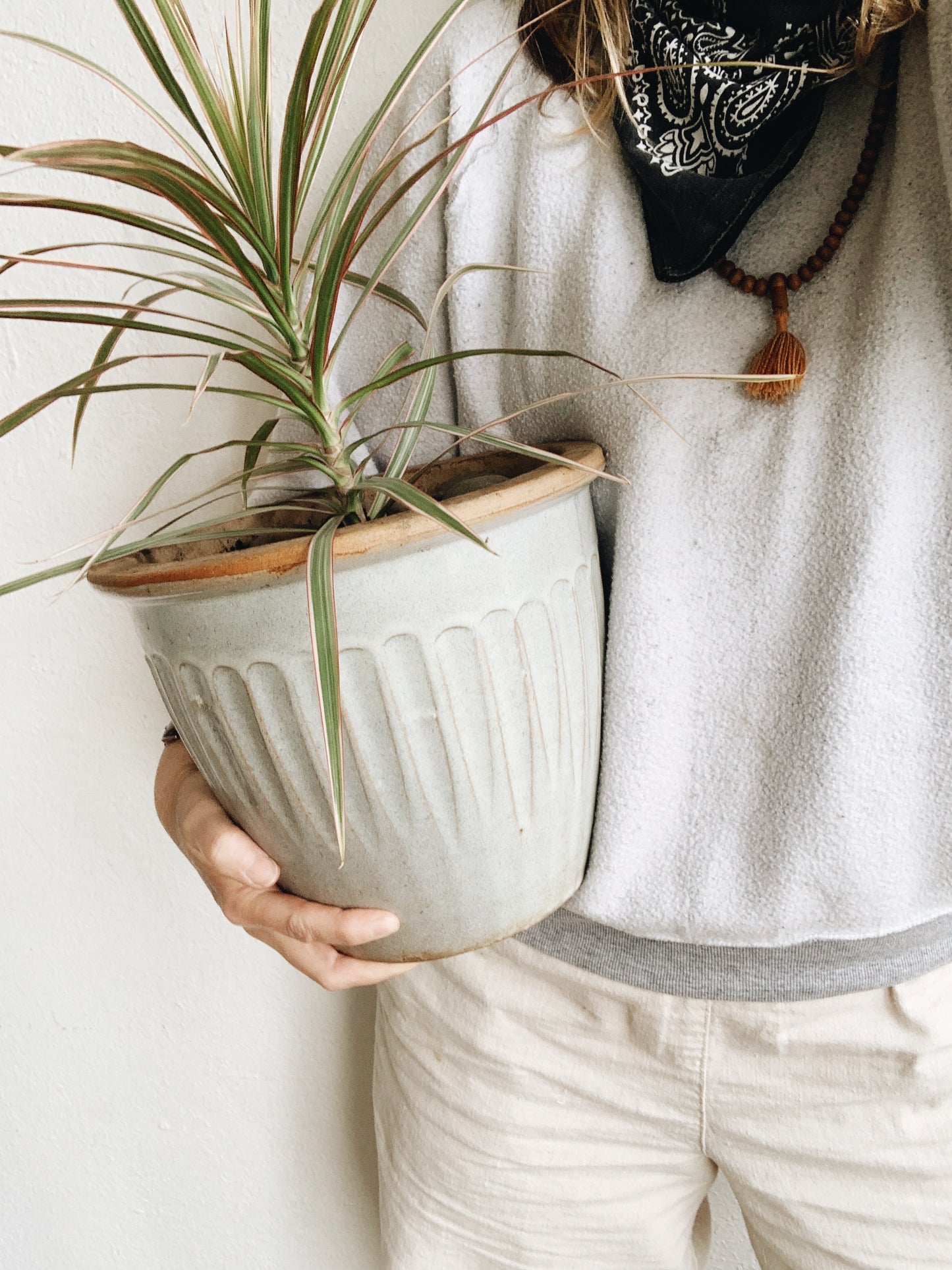 Medium Sized Potted Dracaena