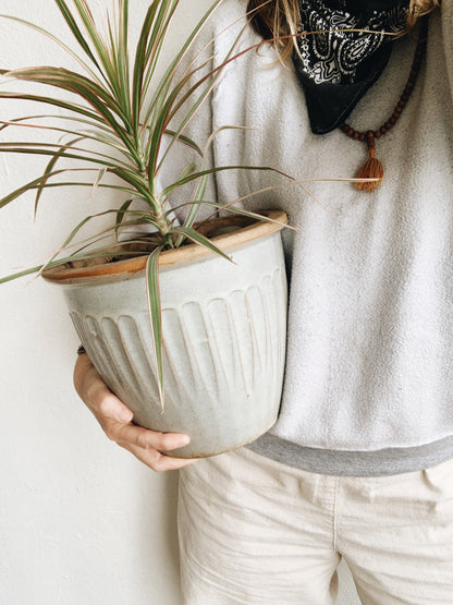 Medium Sized Potted Dracaena