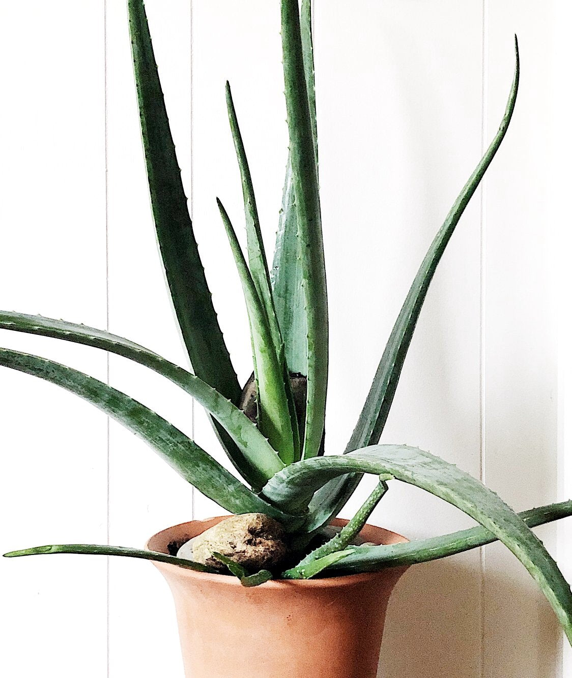 Large Aloe Vera in Terra Cotta