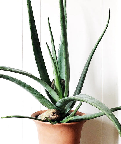 Large Aloe Vera in Terra Cotta