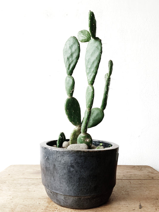 Large Mature Opuntia in Black Terra