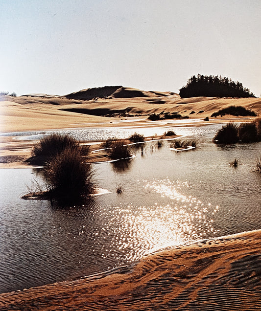 The Living Dunes Vintage Art Book