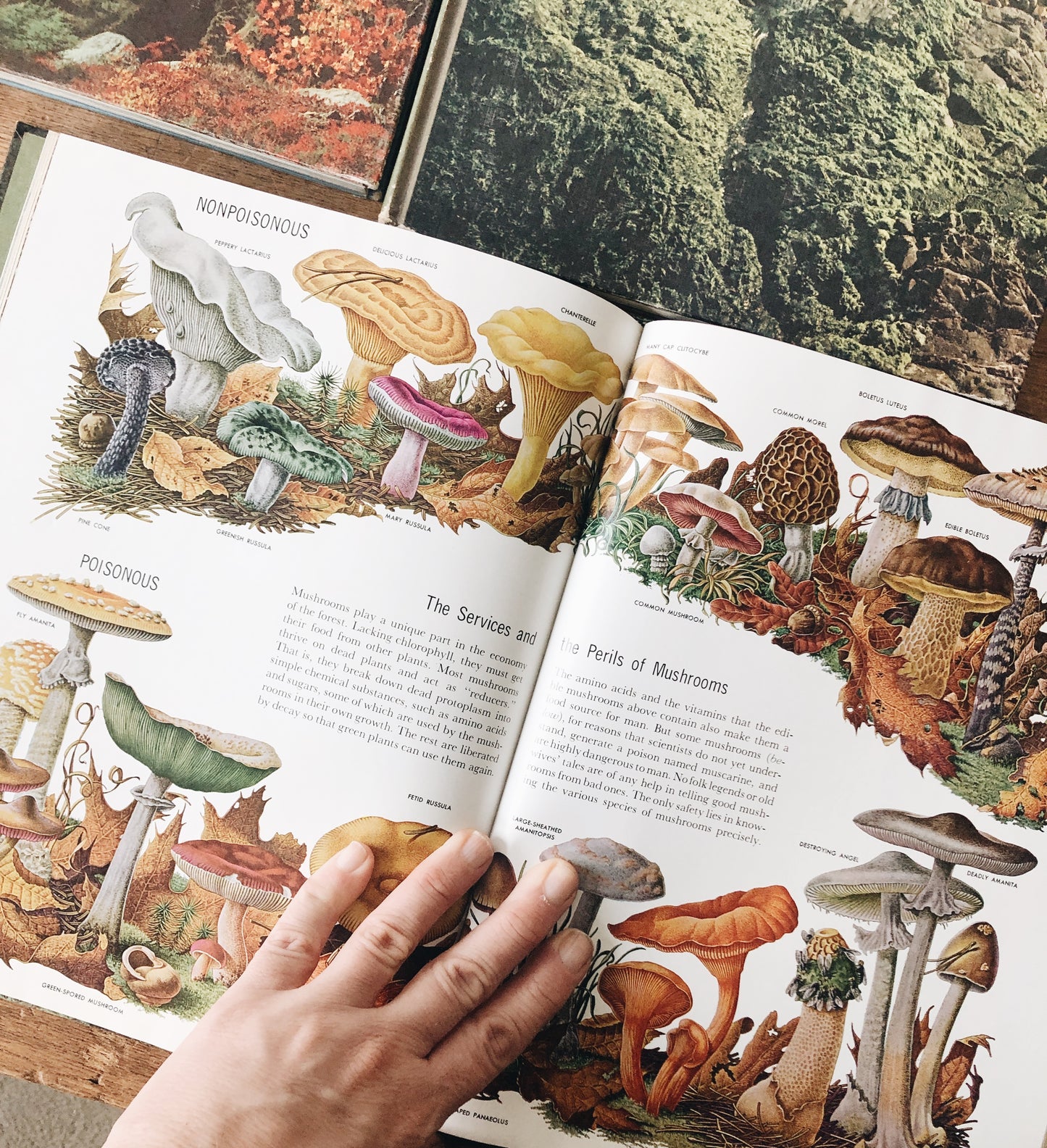 Vintage Natural History Book Collection