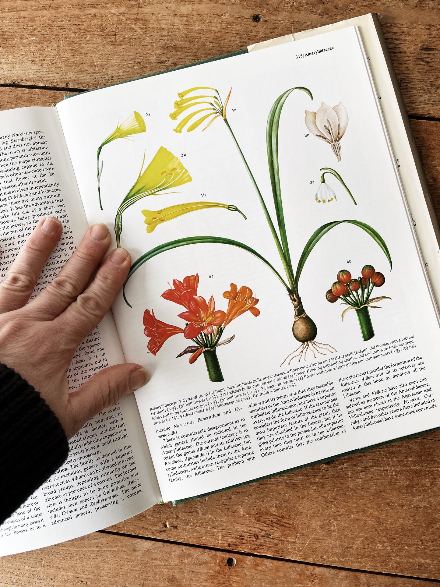 Flowering Plants of the World 1977