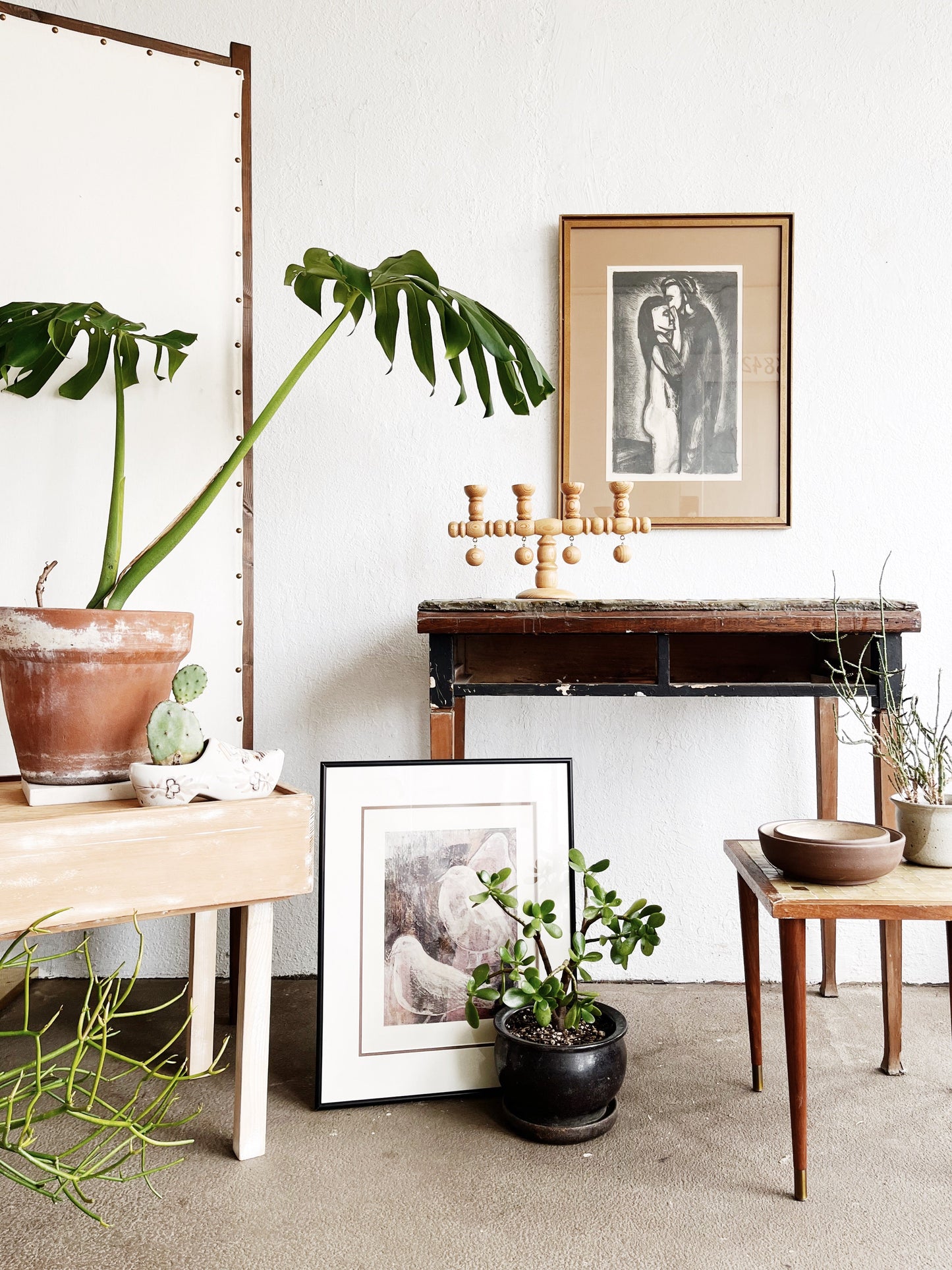 Potted Monstera in Terra