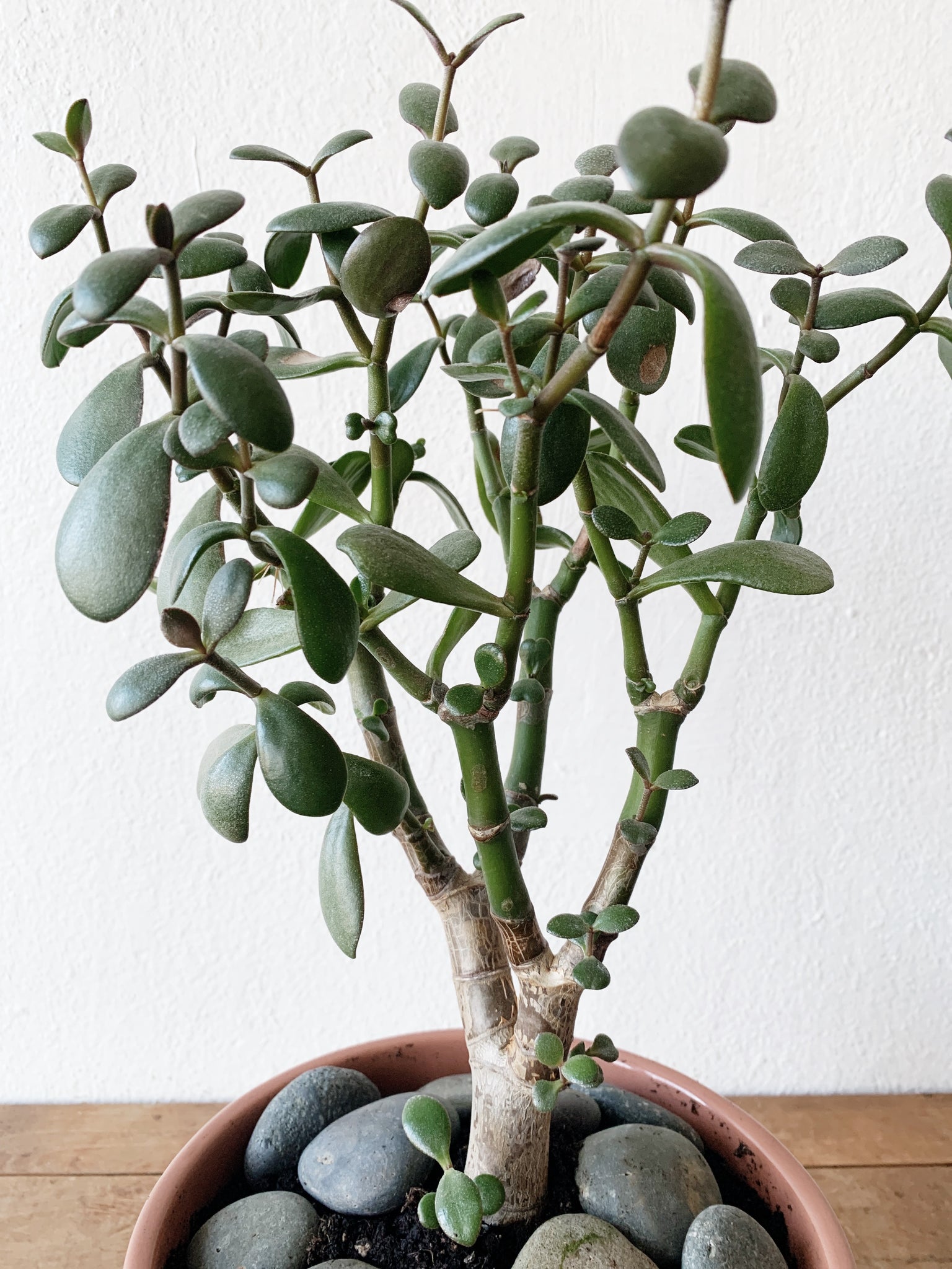 Jade in Vintage Norcal Pot