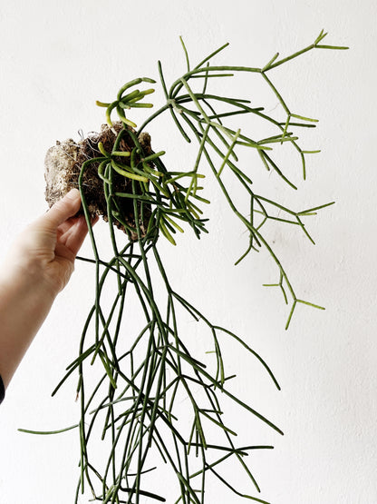Rhipsalis Baccifera Cork Mount