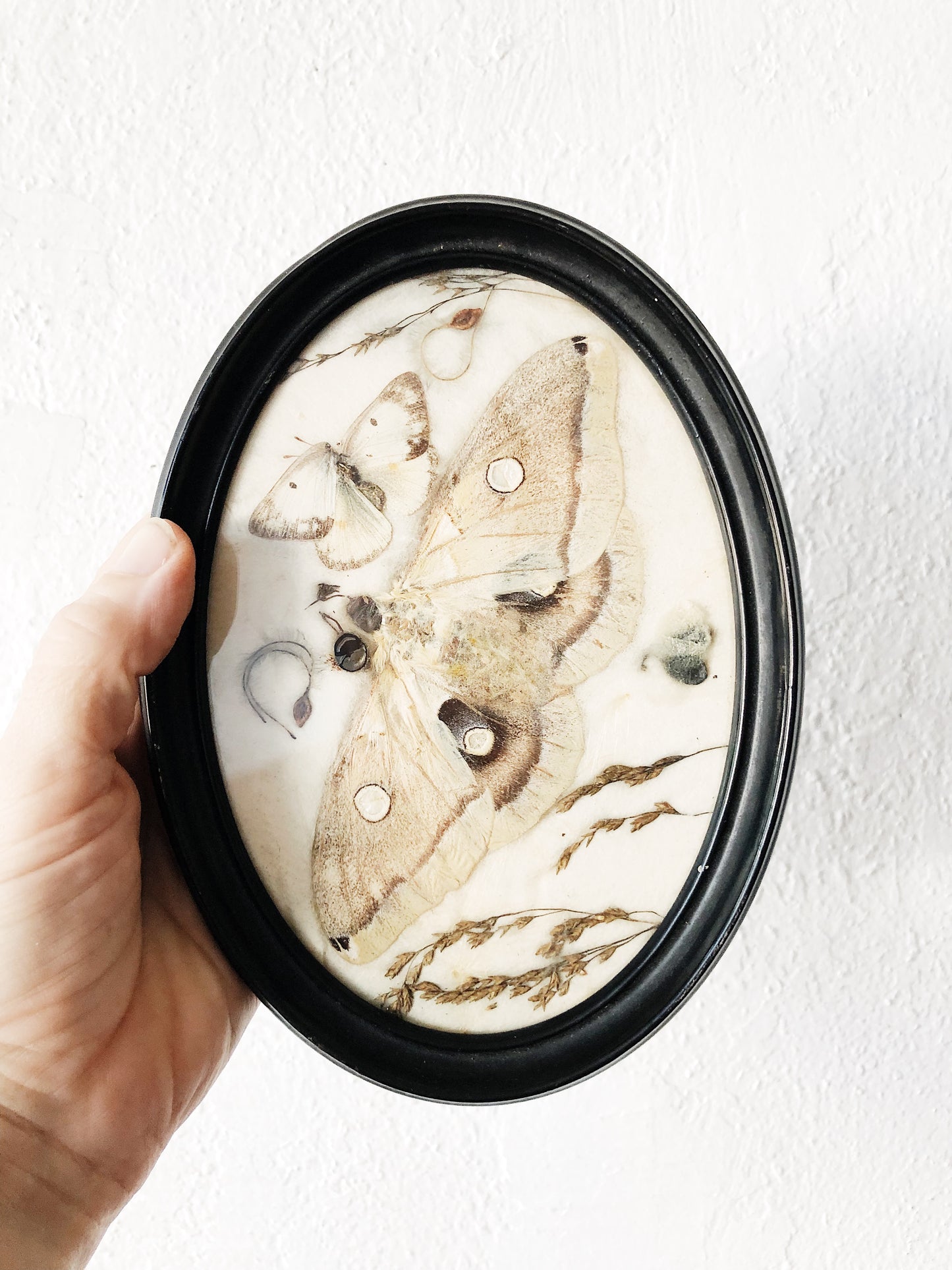 Sweet Vintage Pressed Moth