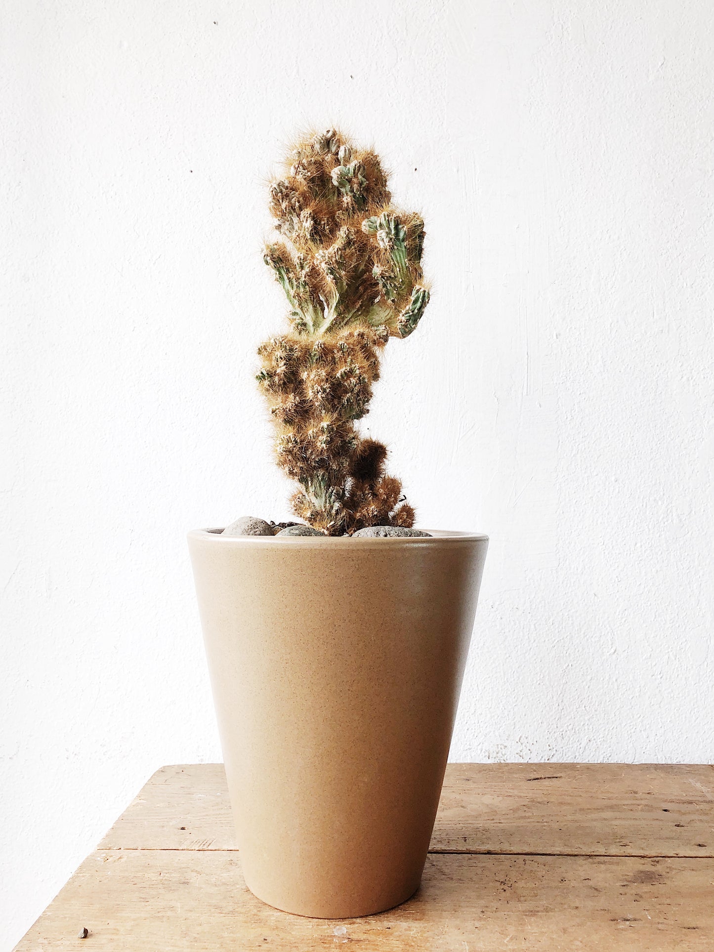 Potted Cactus