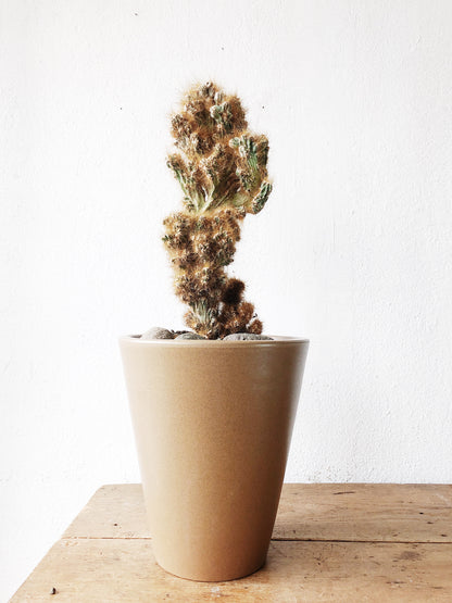 Potted Cactus