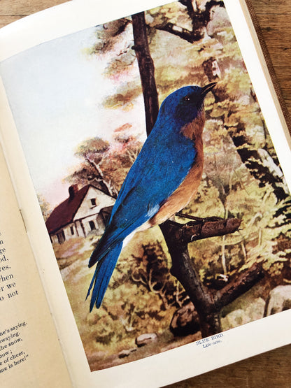 Antique 1800s Birds Book