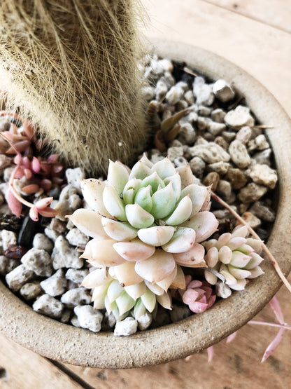 Succulent in Vintage Pottery
