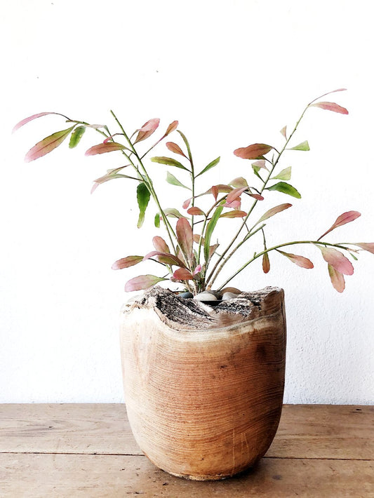 Live Edge Wood Planter with Epiphylum