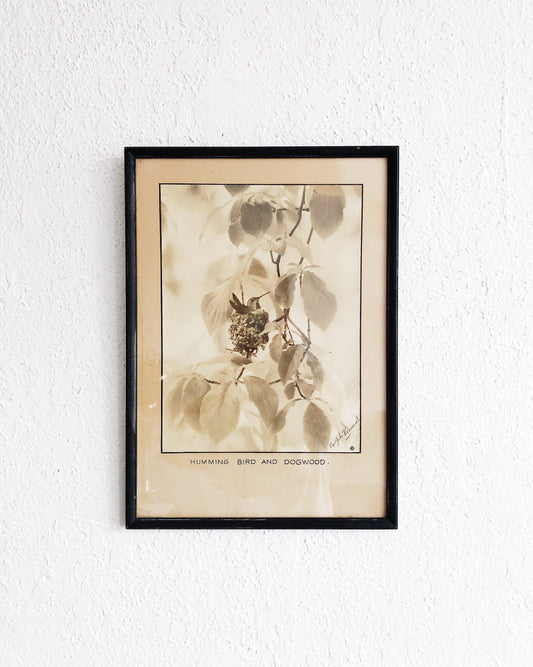 Vintage Framed Hummingbird Litho