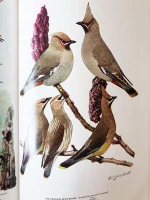 Vintage 1940s Audubon Birds of America Guide