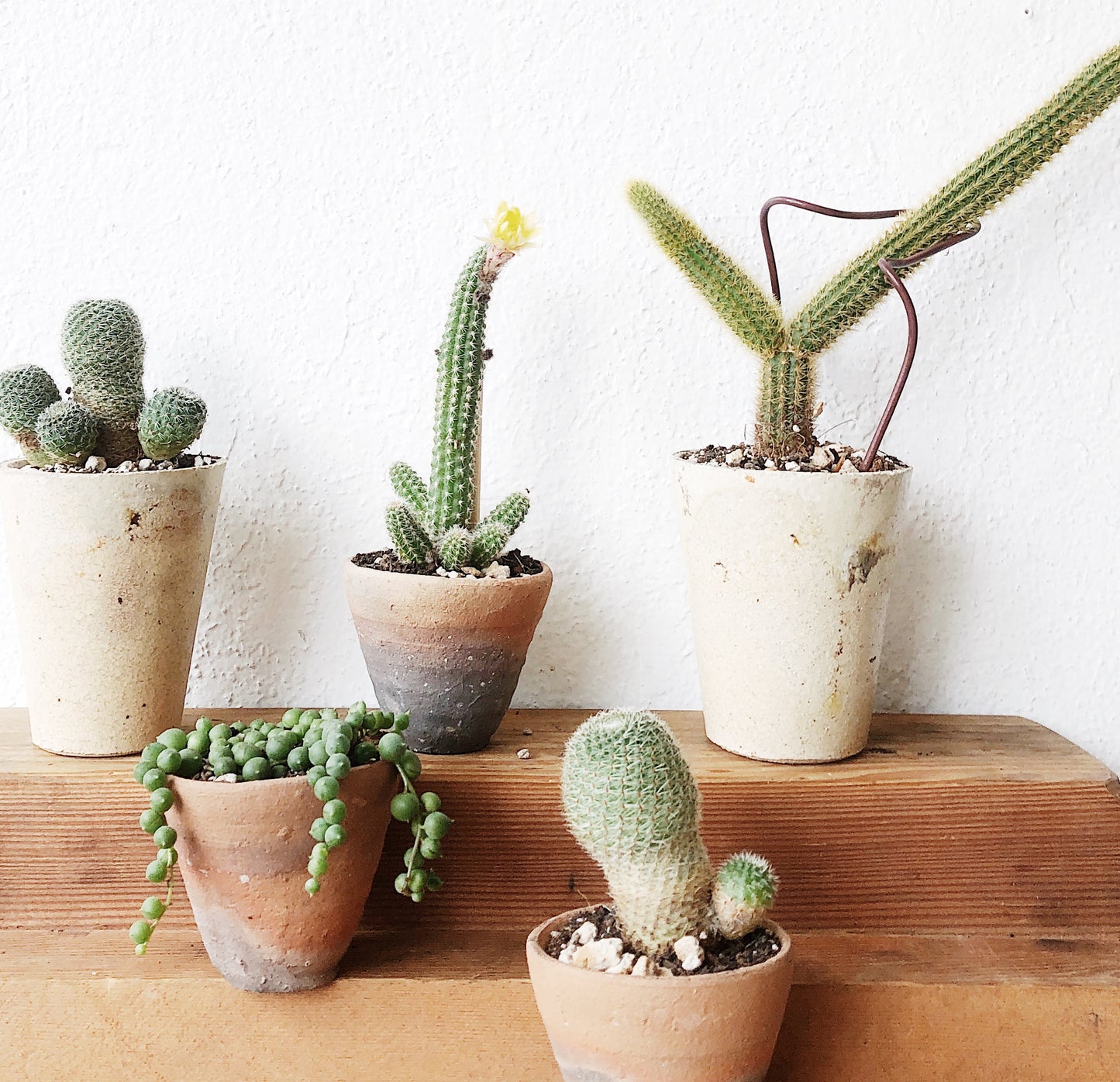 Mini Cactus or Succulent Pot