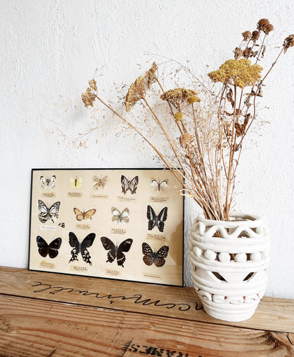 Vintage Specimen Chart