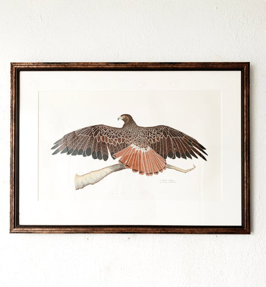 Vintage Framed Red Tail Hawk Litho, Harvey Gaunt