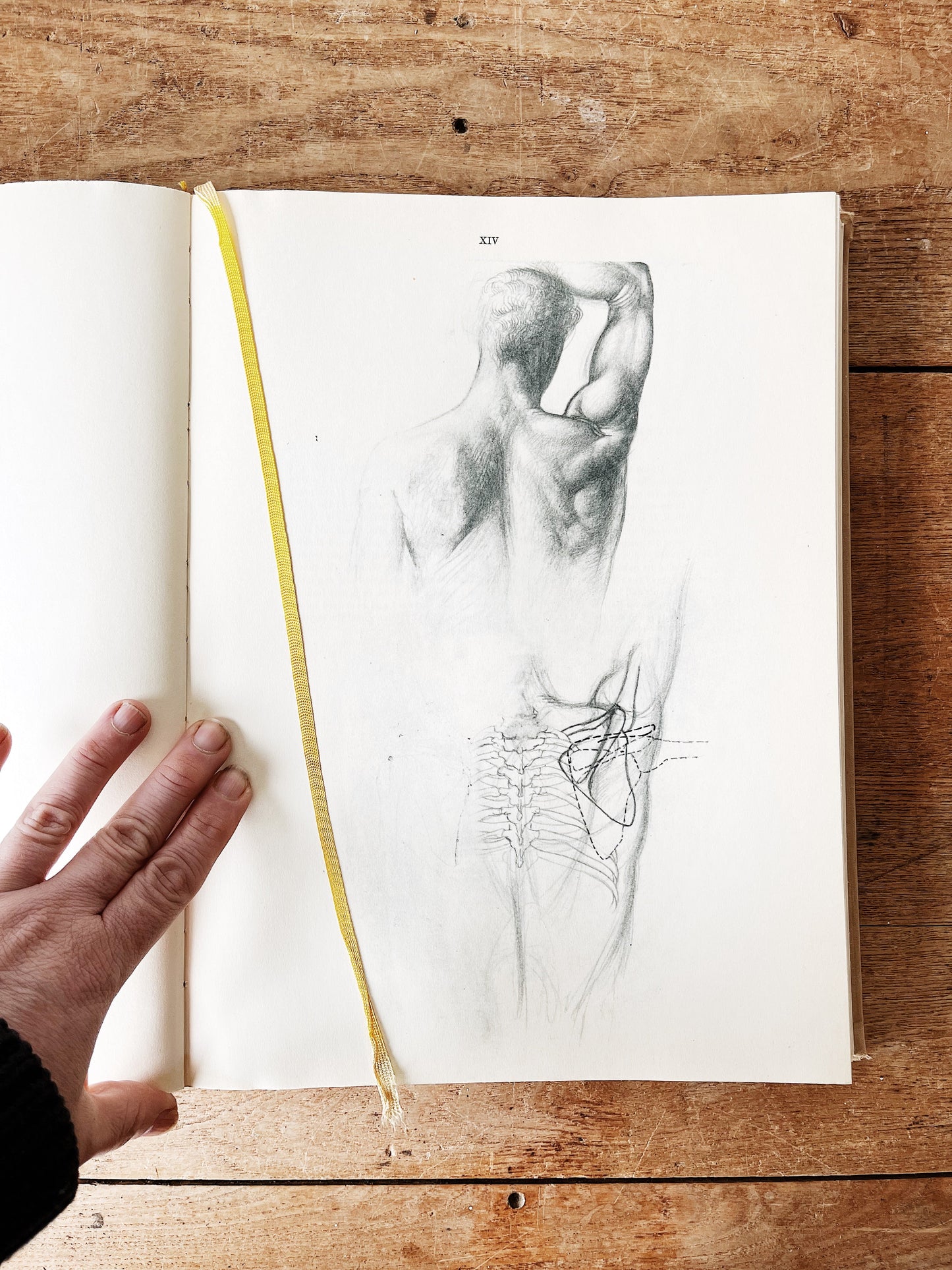 Mid Century Anatomy for the Artist Book