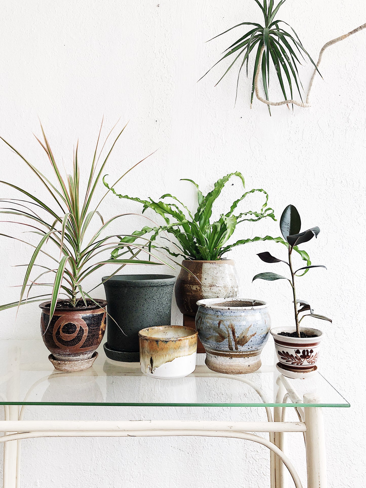 Dracaena in Vintage Pottery
