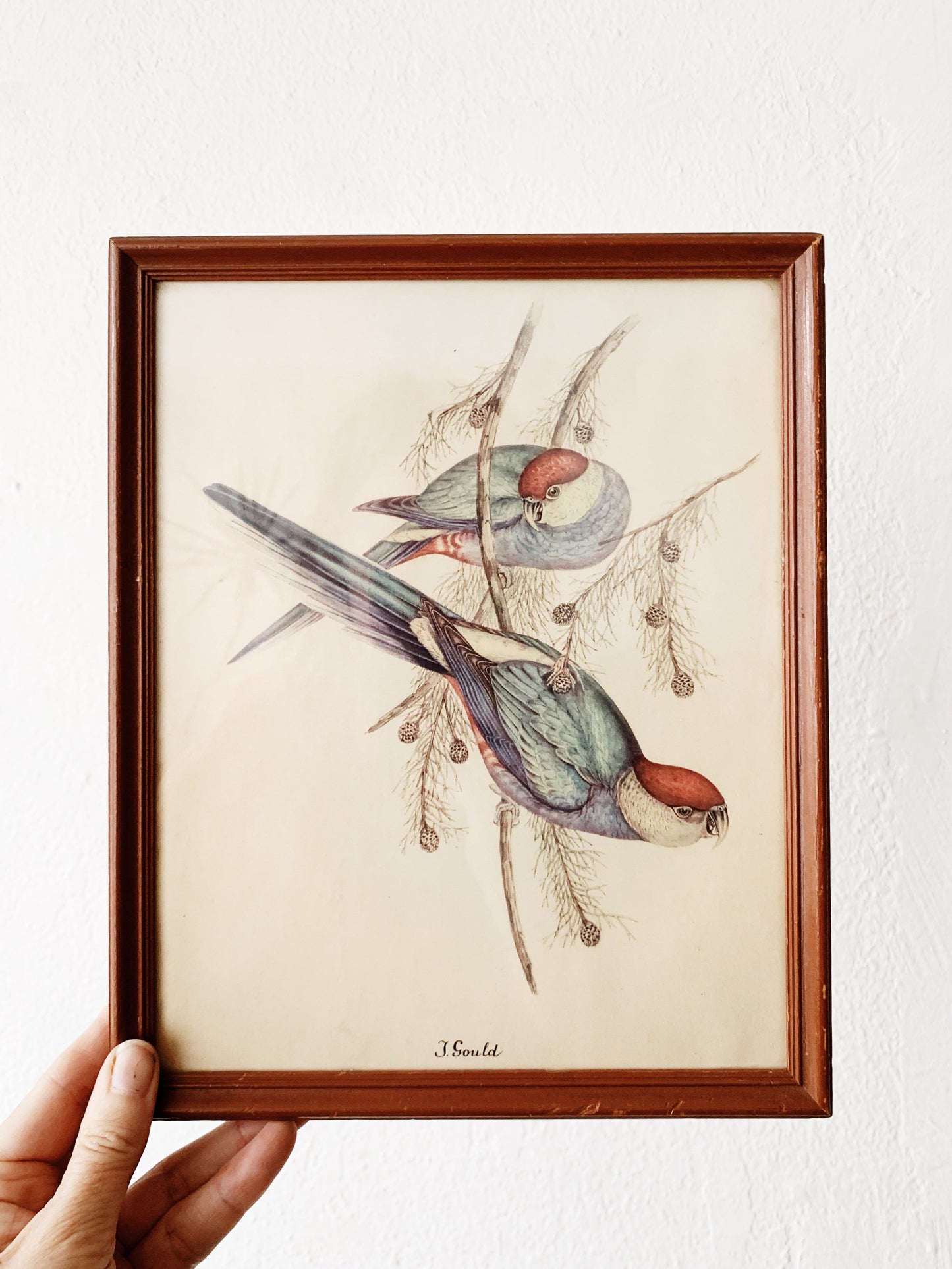 Antique J. Gould Hand Tint Framed Lithos