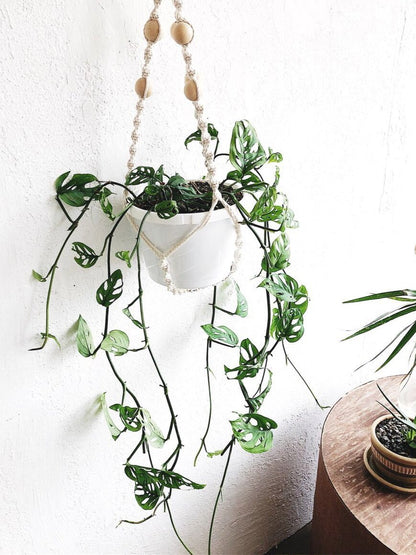 Monstera Adansonii in Macrame