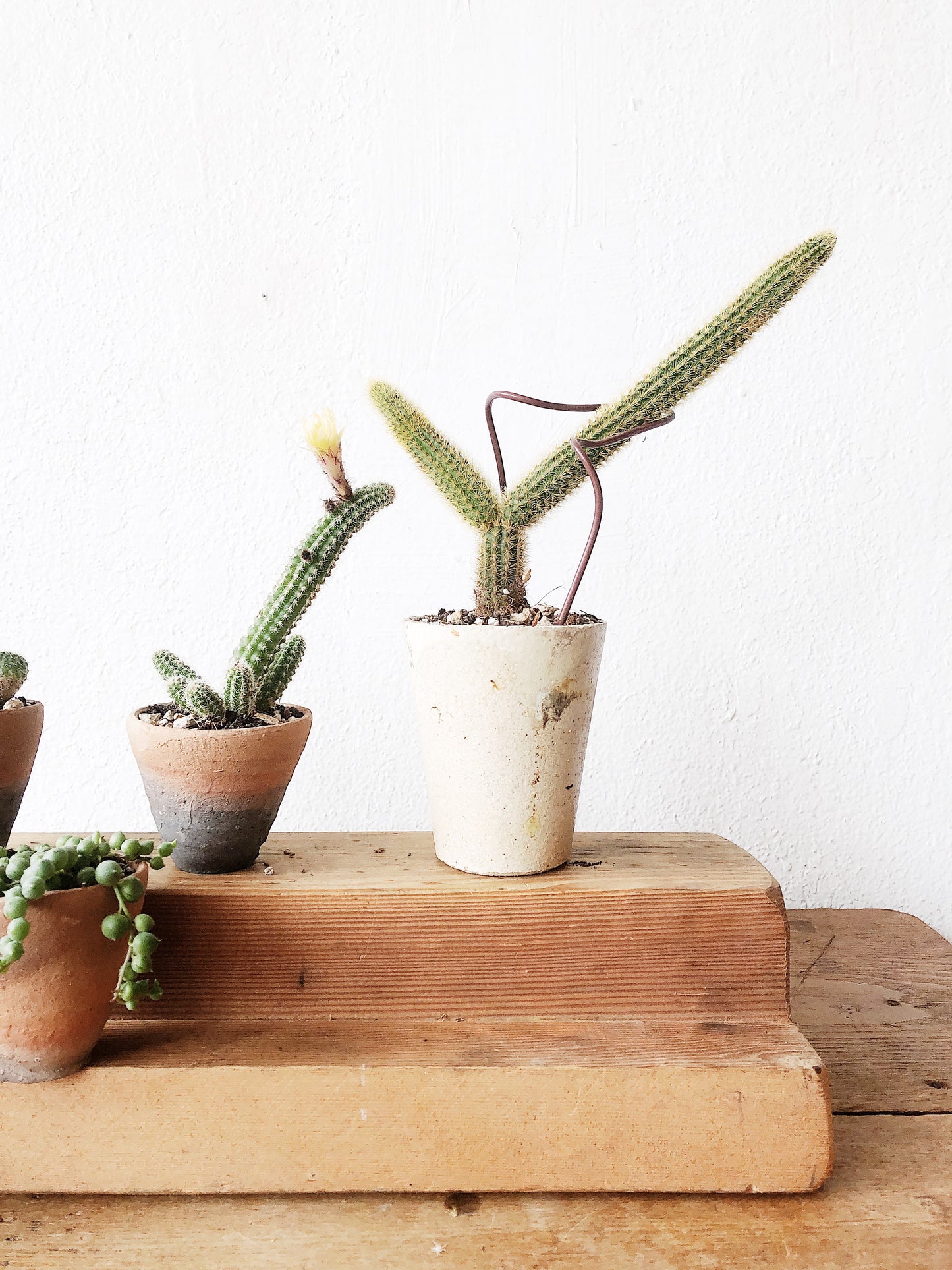 Mini Cactus or Succulent Pot