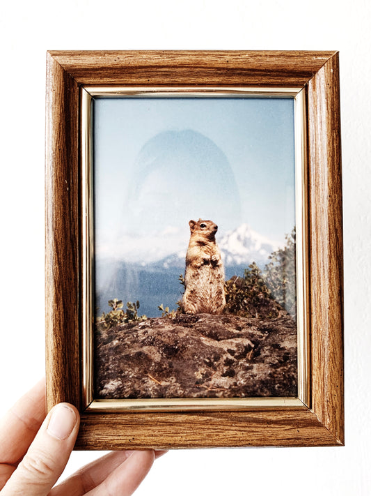 Vintage Framed Chipmonk Film Photo