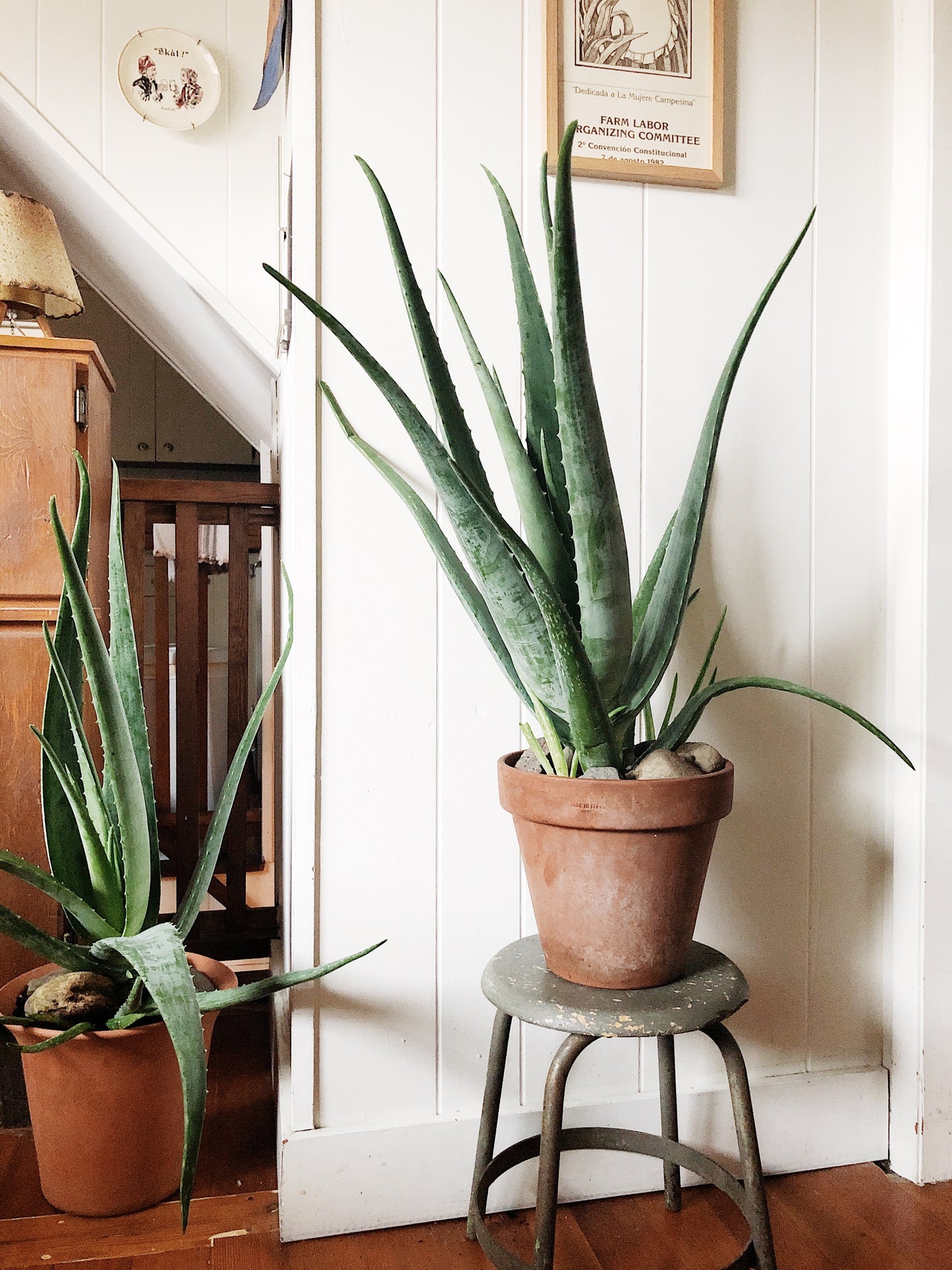 Large Aloe Vera in Terra Cotta
