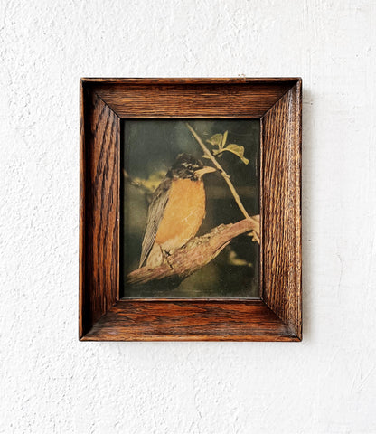 Vintage Pressed Robin Lithograph
