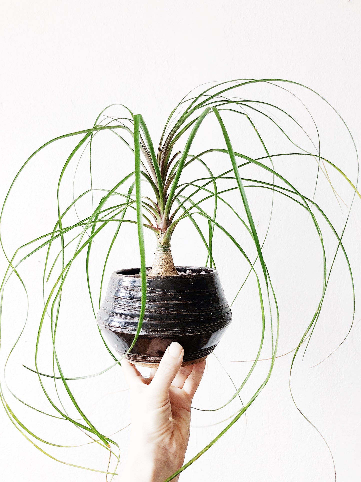 Ponytail Palm in Vintage Pottery