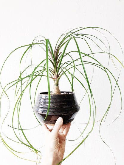 Ponytail Palm in Vintage Pottery