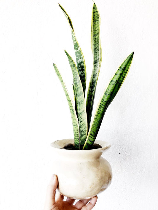 Sanseveria in Vintage Pottery