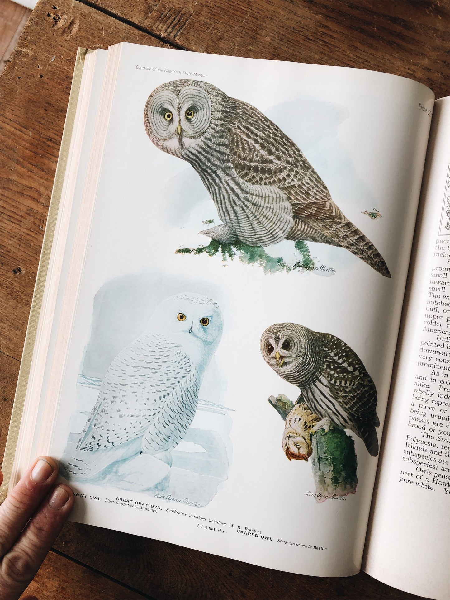 Vintage 1930s Birds of America Book