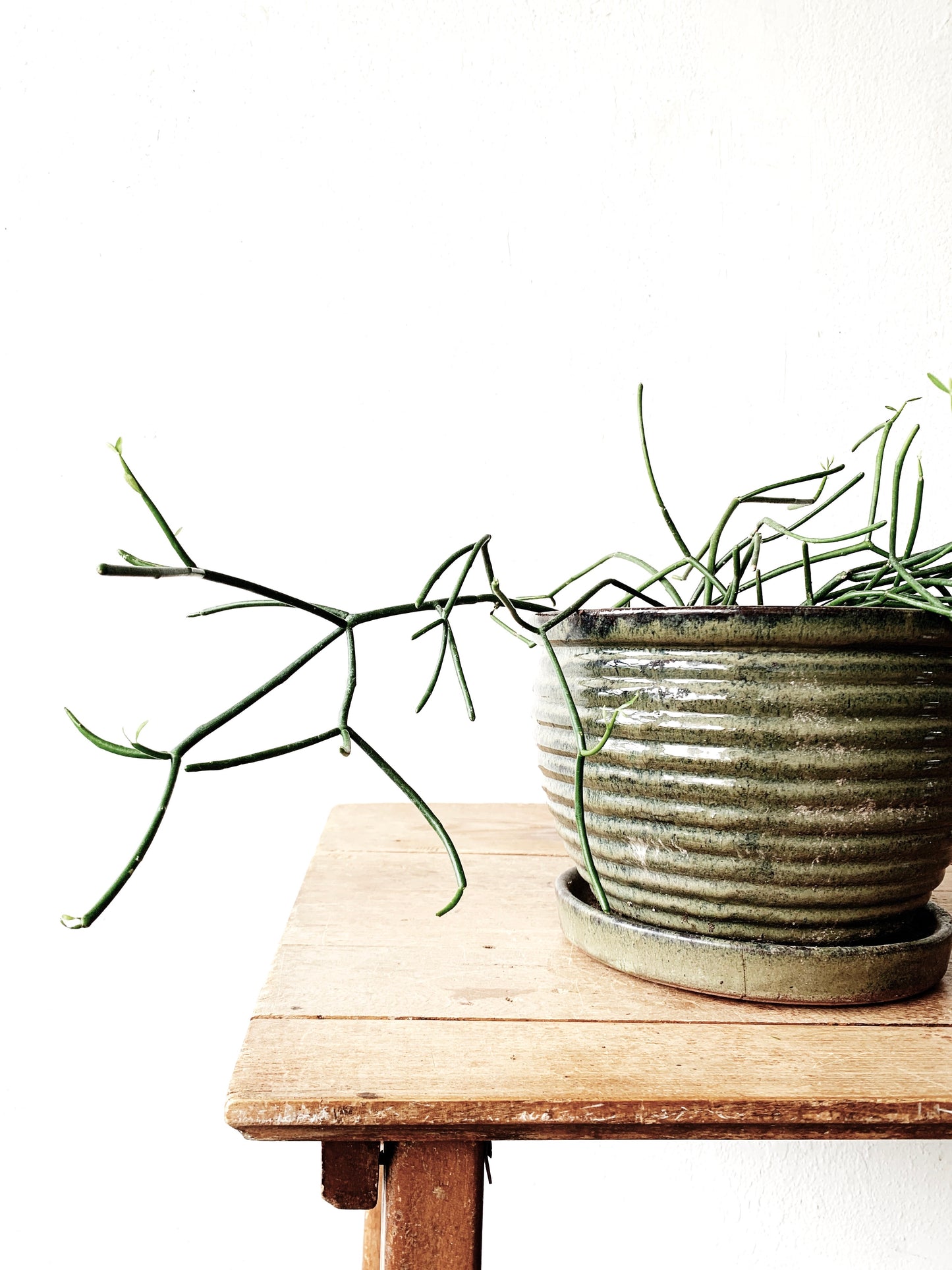 Larger Sized Potted Walking Stick Cactus