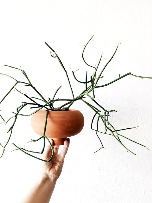 Euphorbia Tirucalli in Vintage Terra-cotta