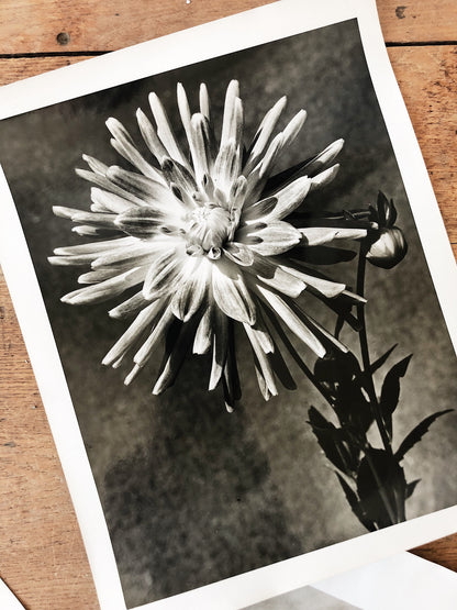 Vintage Original Botanical Photograph