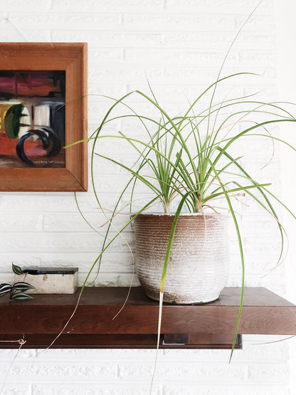Beaucarnea Recurvata / Ponytail Palm in Vintage Clay