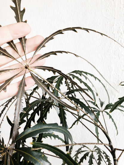 Mature Schefflera Elegantissima Floor Plant
