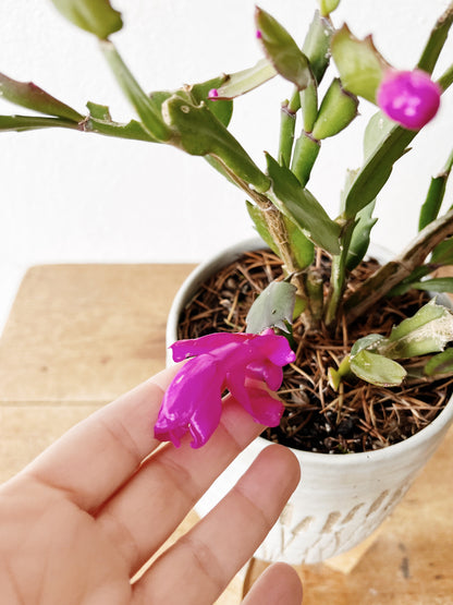 Christmas Cactus in Vintage Pottery