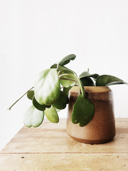 Hoya Kerrii in Vintage Stoneware