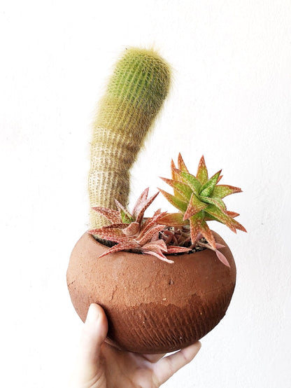Succulent in Vintage Pottery
