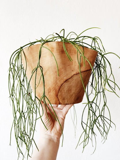 Rhipsalis Baccifera in Hand Turned Wood