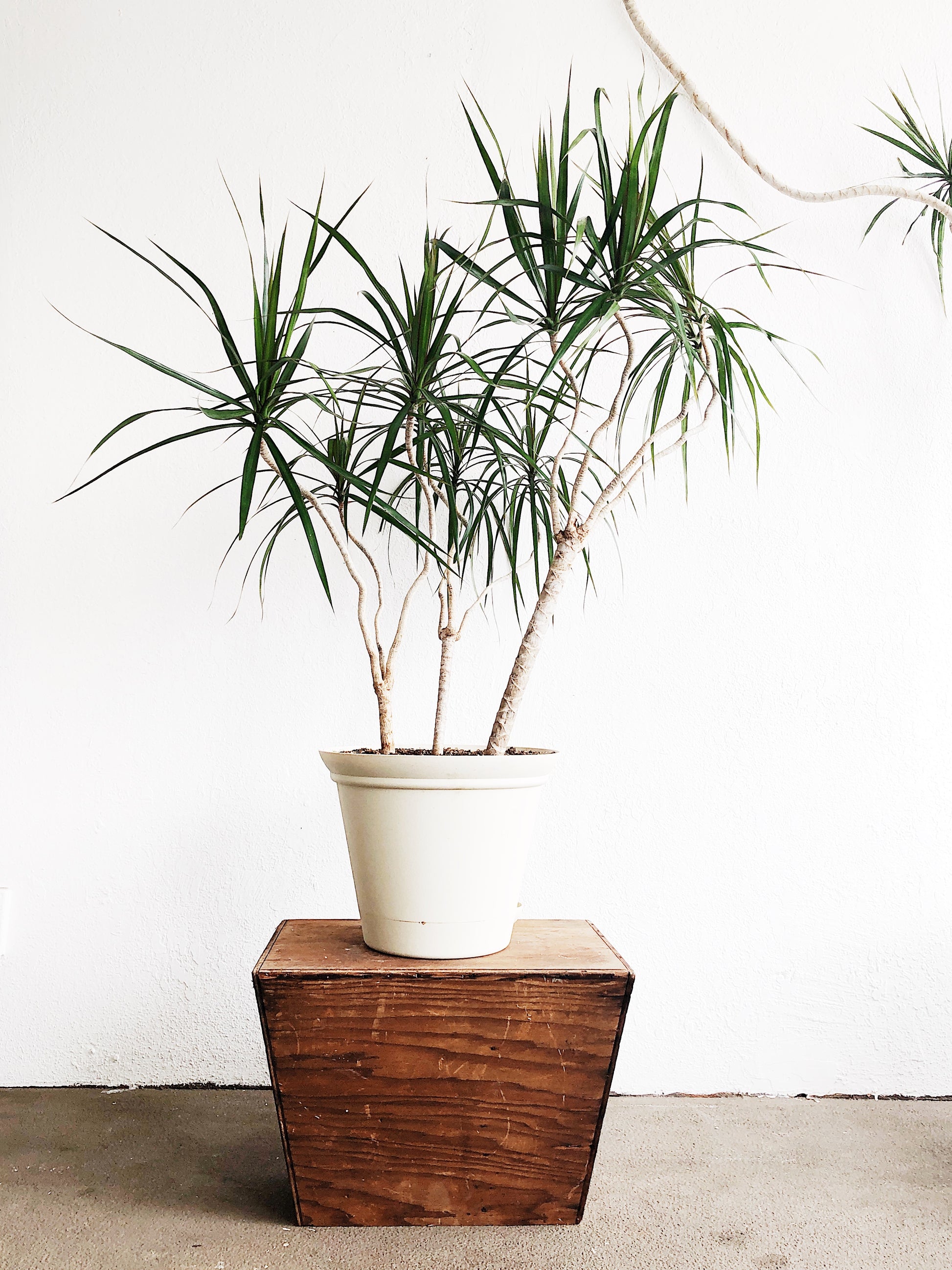 is dracaena a palm Extra Large Dracaena Palm – Maven Collective