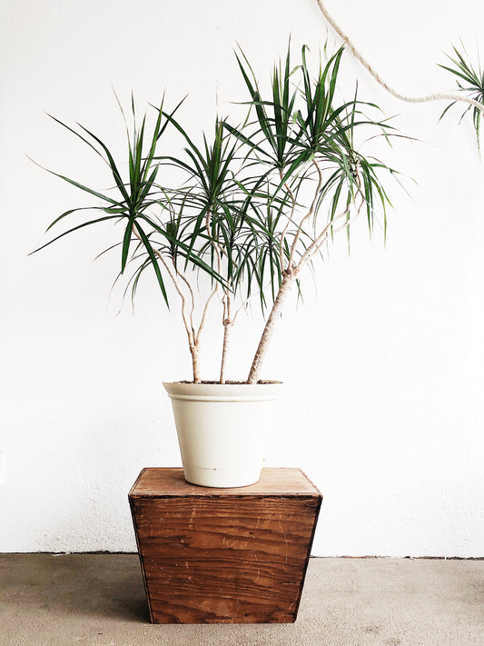 Extra Large Dracaena Palm