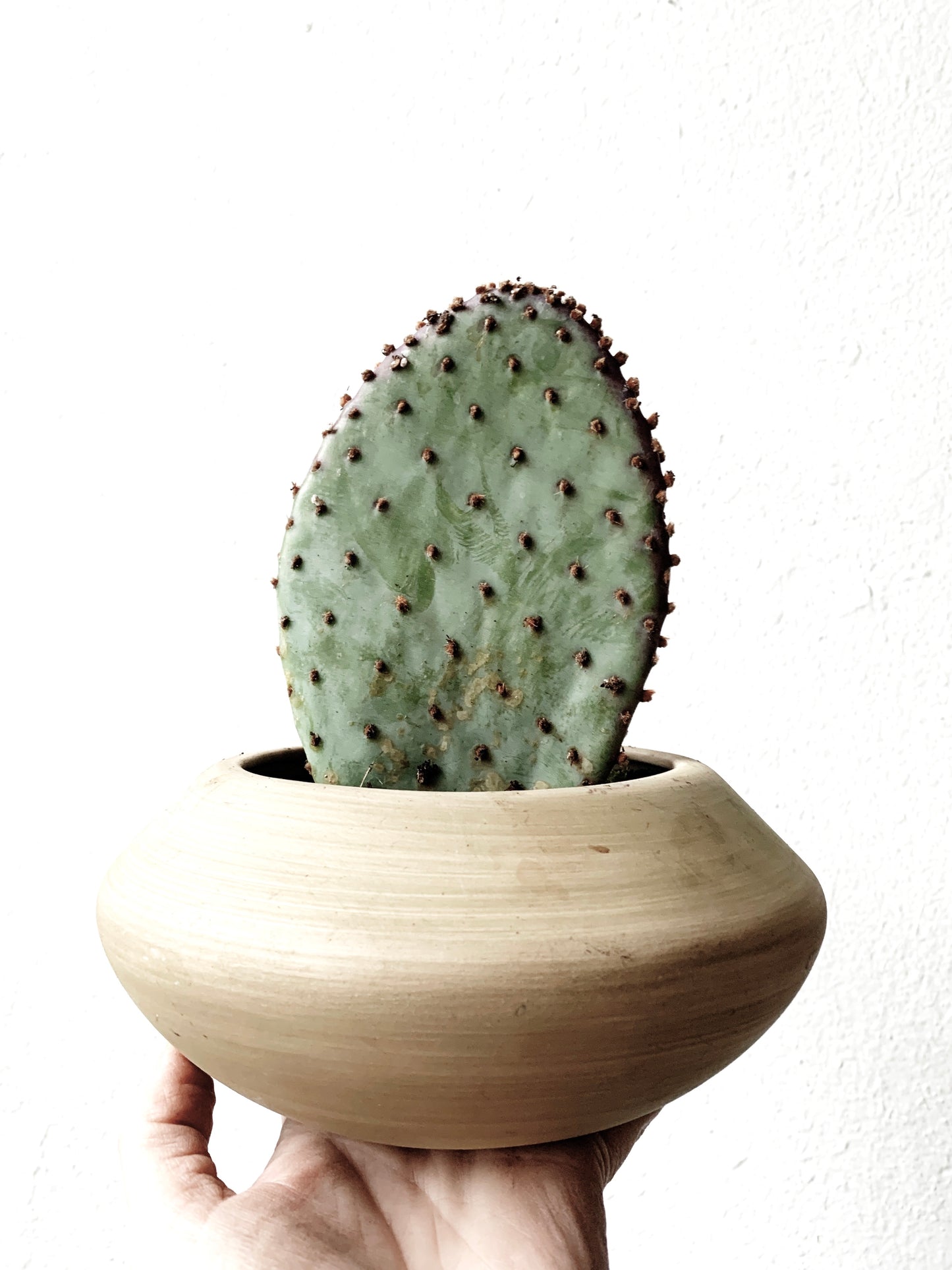 Opuntia Paddle Cactus in Vintage Pot