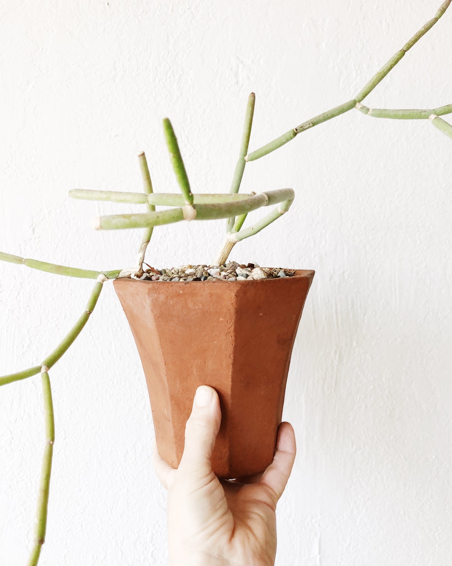 Collectors Plant: Sarcostemma Stoloniferum in Vintage Terra